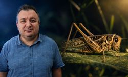 Kastamonu’da görülen dev çekirgeler için uzmanı konuştu