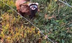 Kastamonu'da koruma altındaki gelincik görüntülendi