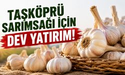 Taşköprü sarımsağı için dev yatırım!