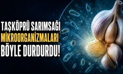 Taşköprü sarımsağı mikroorganizmaları böyle durdurdu!