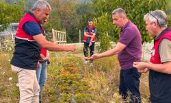 Abana ve Bozkurt’ta tarımsal çalışmalar yerinde değerlendirildi