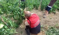 Çatalzeytin’de çiftçilere yerinde teknik destek