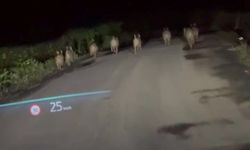Cide’de domuz sürüsü görüntülendi
