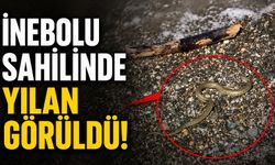 İnebolu sahilinde yılan görüldü