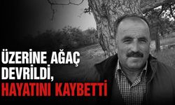 Kastamonu’da üzerine ağaç devrilen kişi hayatını kaybetti