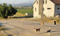 Kastamonu’nun ilçesinde başıboş köpekler için çağrı