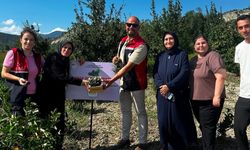 Kastamonu’nun tarımın yeni yıldızı: Aronya