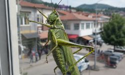 Taşköprü'de dev çekirge yeniden ortaya çıktı