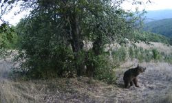 Kastamonu ayılarının armut ziyafeti fotokapana yansıdı