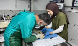 Bölgede ilk kez uygulandı: Kedinin hayatını kurtaran operasyon