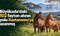 Büyükada’daki 102 fayton atının yolu Kastamonu'ya uzanmış