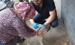 Kastamonu’da can dostları kayıt altına alınıyor