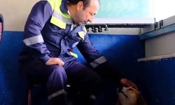 Cide Belediyesi'nden sokak hayvanları için önemli çağrı: Denetimler artırılıyor!