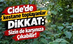 Cide’de kestane toplayanlar dikkat: Sizin de karşınıza çıkabilir!