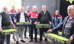İnebolu’da üretime can suyu: 88 bin 400 fide dağıtıldı