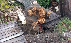 Fırtına Cide’de ağaçları yıktı, mısır bahçeleri zarar gördü
