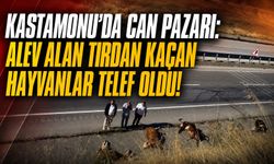 Kastamonu'da can pazarı: Hayvanlar telef oldu, 2 yaralı!