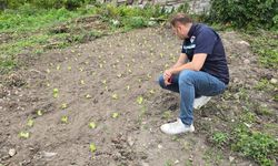 Kastamonu'da devlet desteği tarlada karşılığını buldu