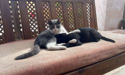 Kastamonu'da ilginç olay: Kardeşini annesi sanan kedi ilgi odağı oldu