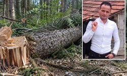 Kastamonu’da üzerine ağaç devrilen işçi hayatını kaybetti