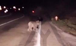 Kastamonu'da yola çıkan sürücülere "Kocaoğlan" sürprizi
