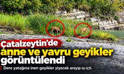 Çatalzeytin’de anne ve yavru geyikler dere yatağına indi