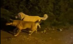 İnebolu’da sahipsiz köpekler tedirgin ediyor