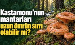Kastamonu’nun mantarları uzun ömrün sırrı olabilir mi?