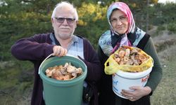 Kastamonu ormanları mantarla doldu taştı