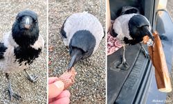 Kastamonu’da beslediği karga, gofret paketini kapıp kaçtı