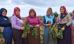 Kastamonu’da kadın emekçiler pancar hasadına başladı