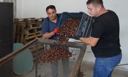 Kastamonu’da kestane mesaisi başladı, köylünün yüzü güldü
