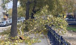Kastamonu’da rüzgâr ağacı ikiye böldü
