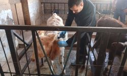 Kastamonu’da şap aşılaması için veterinerler sahada