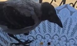 Kastamonu’da “Şazimet” isimli karga mahallelinin dostu oldu