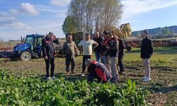 Seydiler'de şeker pancarı hasadı başladı