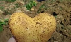 Kastamonu’da hasattan kalp şeklinde patates çıktı