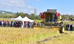 Tosya pirincinde hasat bereketi başladı