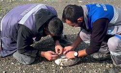 Kastamonu’da uçamayan martıyı belediye personeli kurtardı