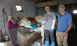 Yemek borusuna armut takıldı, gebe inek ölümden döndü