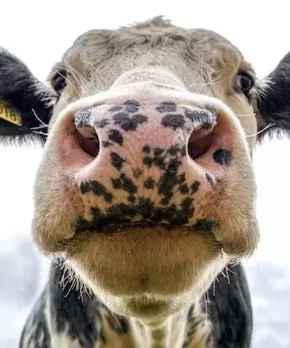 Diyanet vekaletle kurban kesim bedelini duyurdu