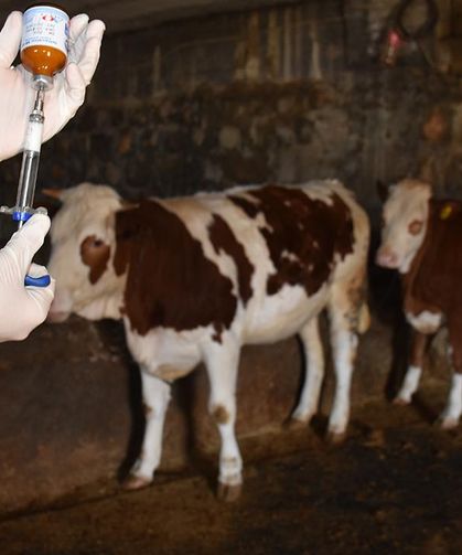 Cide’de şap nedeniyle çok sayıda hayvan hareketine kısıtlama!