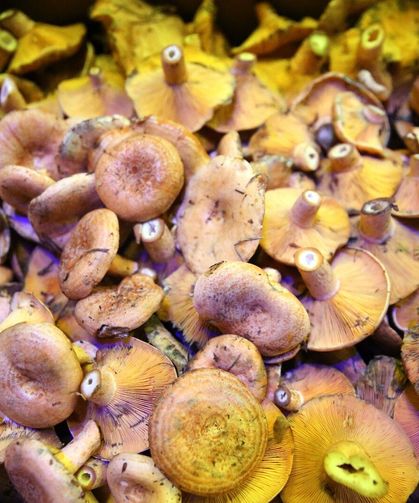Kastamonu’nun mantarları uzun ömrün sırrı olabilir mi?