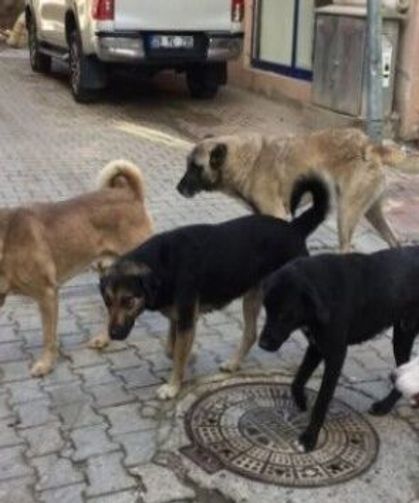 Kastamonu'nun ilçesinde 423 sahipsiz köpek toplandı