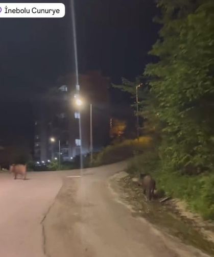 Yaban domuzları kente indi
