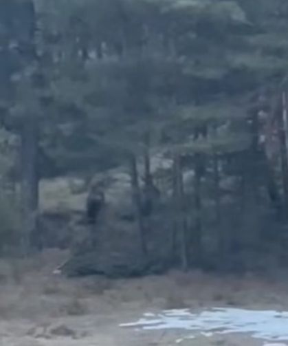 Kastamonu’da kış uykusundan uyanan ayı kameraya yakalandı