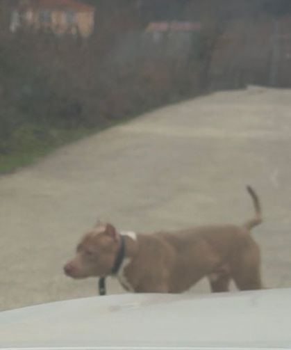 Cide’de Pitbull korkusu!