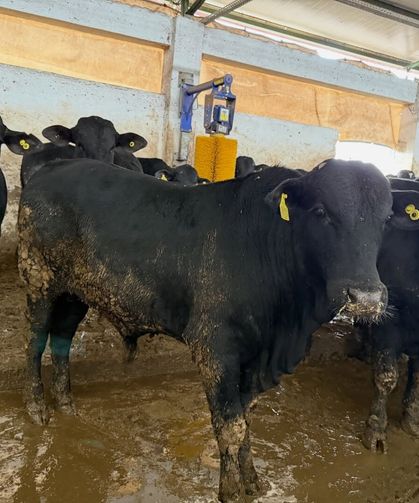 İthal besi sığırları denetimden geçti