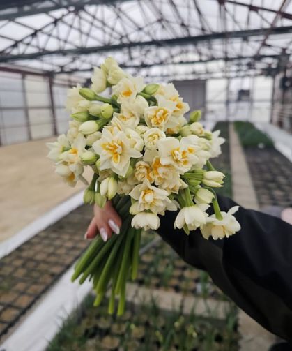 Kastamonu’da baharın habercisi çiçekler satışta