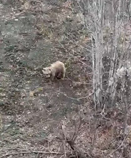 Kastamonu'da ayılar kış uykusundan uyanmaya başladı